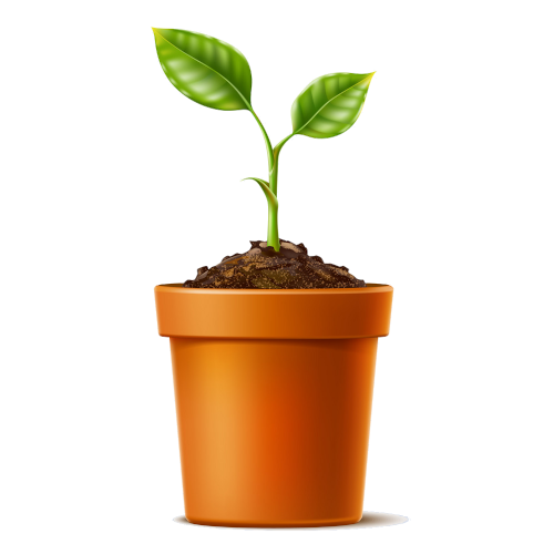 الزراعة في المنزل